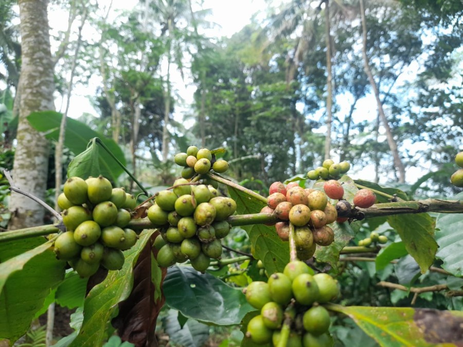 MENUJU PANEN RAYA KOPI ROBUSTA